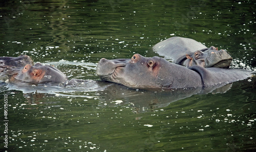 Hippos resting in a waterhole, Eastern Cape, South Africa 