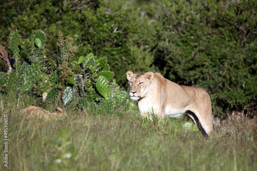 Lioness in early morning sunshine, Eastern Cape, South Africa  © Judith