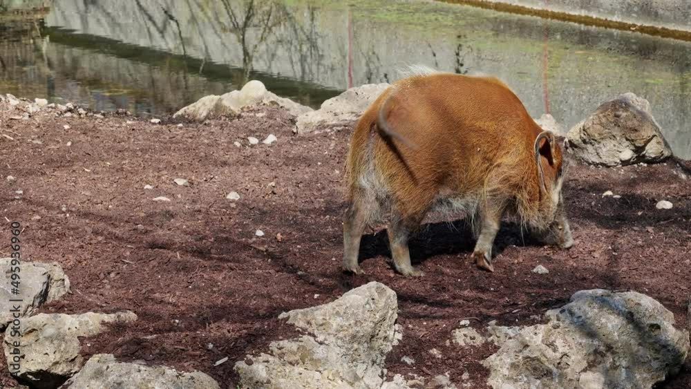 Red river hog, Potamochoerus porcus, also known as the bush pig. This pig has an acute sense of smell to locate food underground. Red river hog, Potamochoerus porcus, also known as the bush pig. This pig has an acute sense of smell to locate food underground.