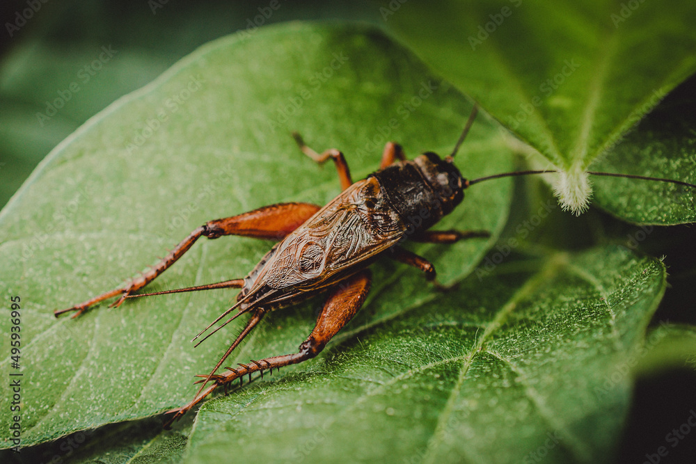 detail of an insect in the soybean plantation, macro photo detail of an insect in the soybean plantation, macro photo