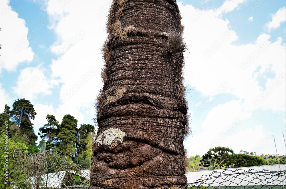 Detalhes do tronco da árvore da Araucaria angustifolia