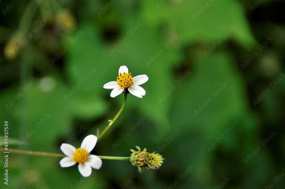 As flores brancas e as sementes da Bidens pilosa na mata As flores brancas e as sementes da Bidens pilosa na mata
