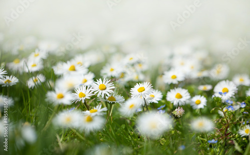 Fototapeta Naklejka Na Ścianę i Meble -  stokrotka na łące na trawniku, wiosenne kwiaty w ogrodzie, piękny trawnik, beautiful lawn