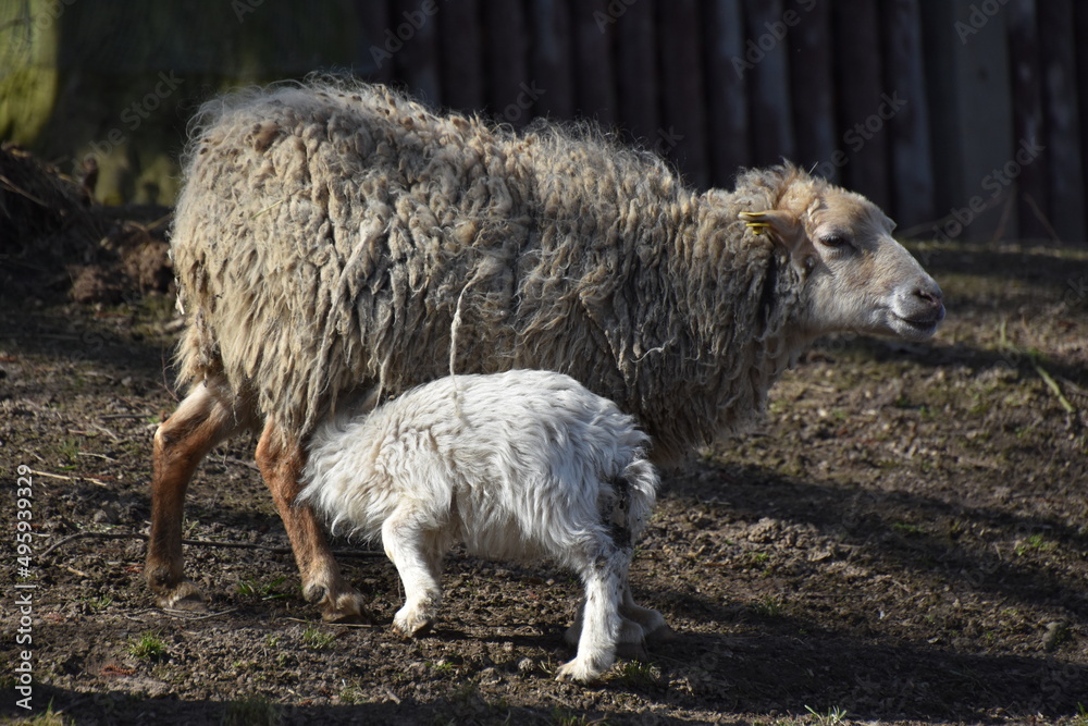 Fototapeta premium Mutter & Kind