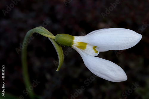 Close up of spring snowdrop flower