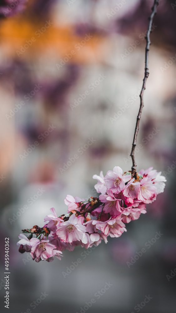 pink cherry blossom