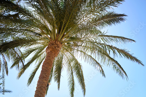 Beautiful green coconut palm trees on tropical beach against blue sky. Summer vacation concept