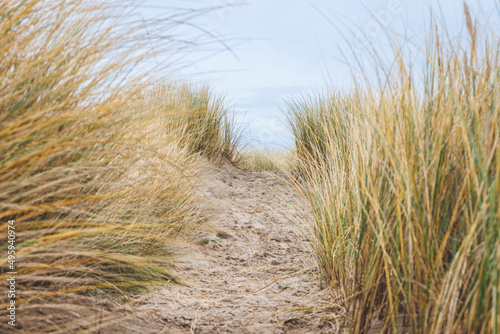 Chemin dans les dunes