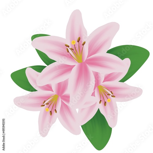 Illustration of decorative lilies on a white background. © Busran