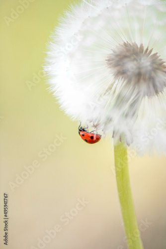 ladybird on a dandelion