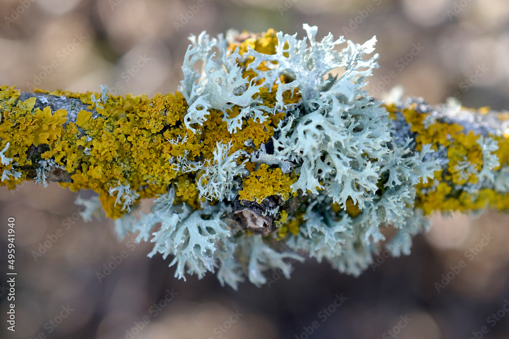 Moss lichen on a tree branch - obrazy, fototapety, plakaty 