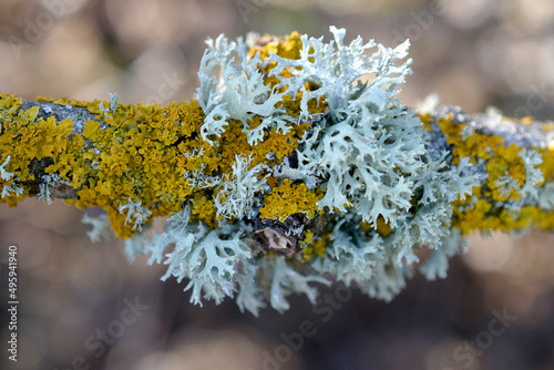 Moss lichen on a tree branch photo