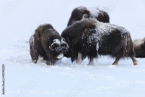 Wild Musk Ox in winter mountains in Norway, Dovrefjell national park
