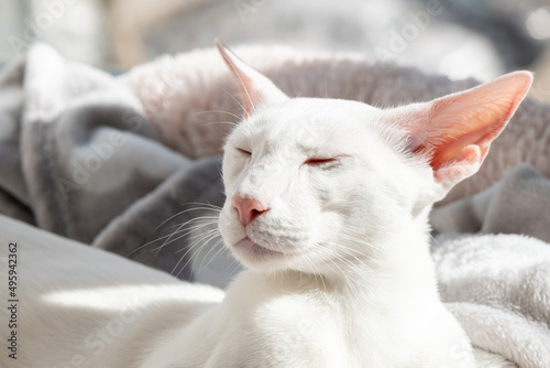 Foto Portrait of oriental shorthair white cat sleeping on the sunlight
