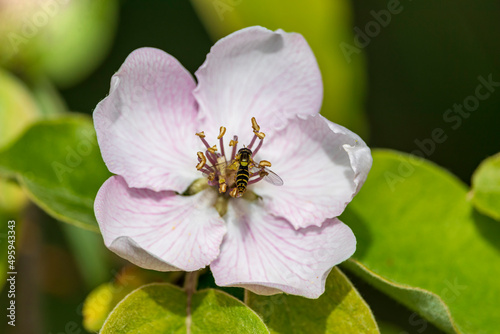 Fleur de cognassier rose butiné par une syrphe en gros plan Fototapet