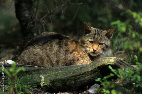 Chat sauvage, Felis silvestris photo