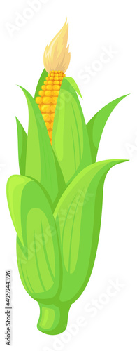 Growing corn cob. Cartoon fresh green plant