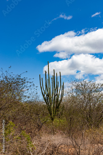 dead tree in the desert