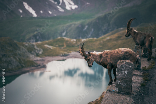 ibex portrait at a mountain lake © Francesca Emer
