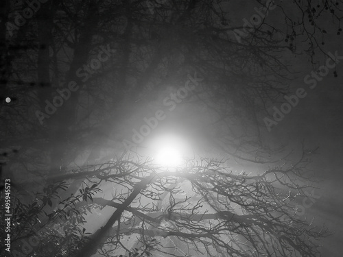 A bare tree, seen backlit by a streetlight, is transformed into a serpentine, entangled abstract by a heavy fog and seems to loom forward with menace.