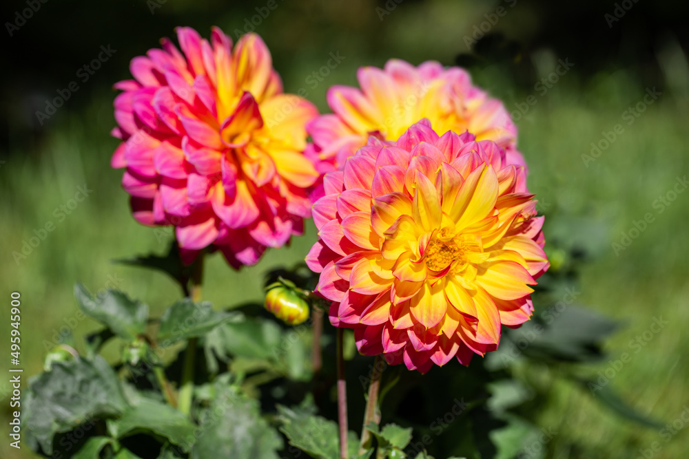 yellow-pink dahlias in the garden, beautiful two-color dahlias yellow-pink dahlias in the garden, beautiful two-color dahlias