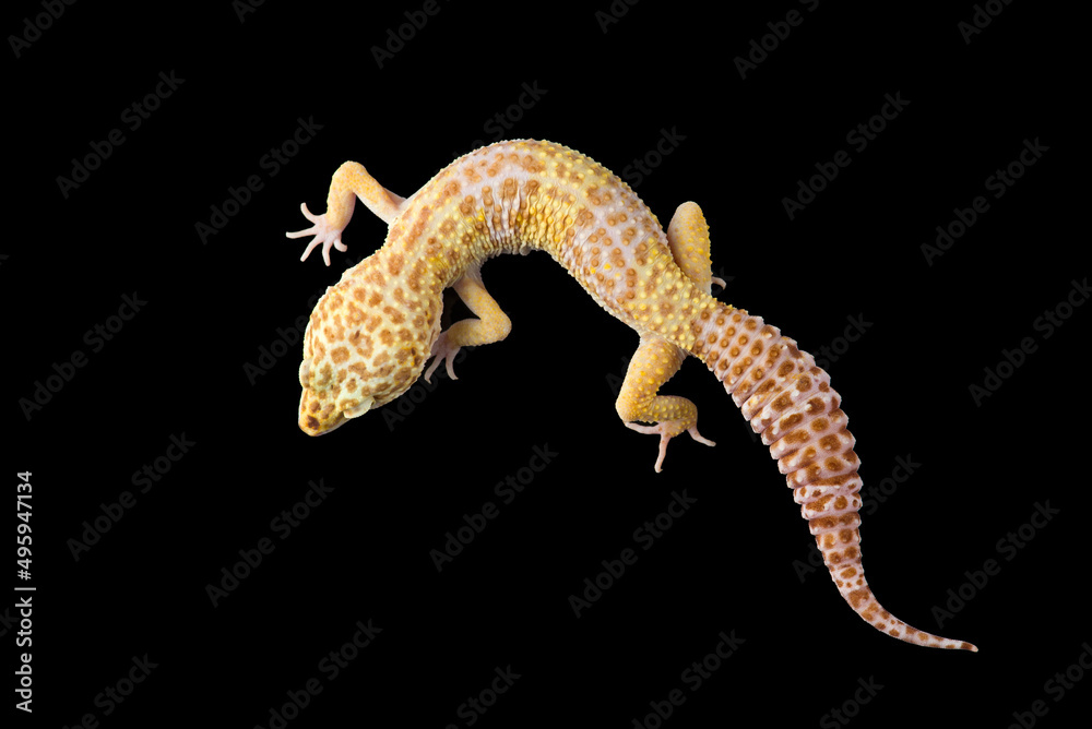 Naklejka premium The cute leopard gecko isolated on black background