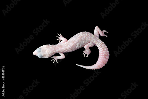 The cute leopard gecko isolated on black background