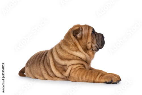 Adorable Shar-pei dog pup  laying down side ways. Looking away from camera showing profile. Isolated on a white background.