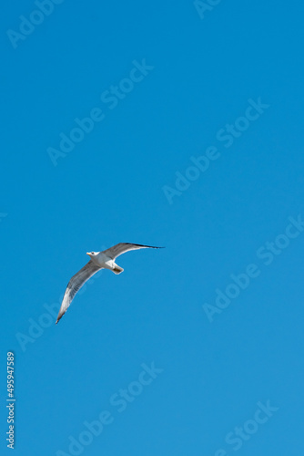 seagull in flight