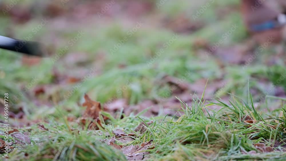 Two jays sitting on forest meadow looking for food for winter stock, north rhine westphalia, (garrulus glandarius), germany Two jays sitting on forest meadow looking for food for winter stock, north rhine westphalia, (garrulus glandarius), germany
