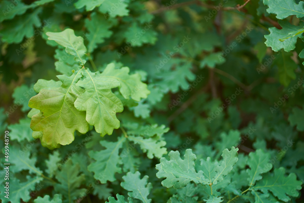 Green oak leaves close-up with sunlight. Copy space for your text. High quality photo Green oak leaves close-up with sunlight. Copy space for your text. High quality photo