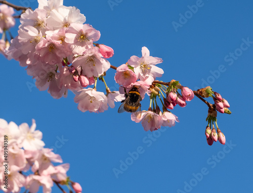 Fotografia Bumblebee on the the cherry blossom tree