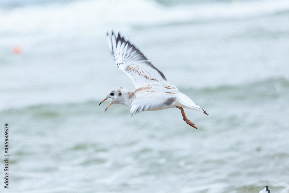 Seagull in the natural environment on the Baltic Sea. Seagull in the natural environment on the Baltic Sea.