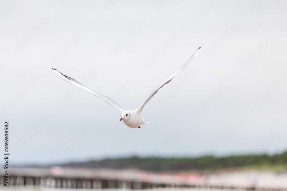 Seagull in the natural environment on the Baltic Sea. Seagull in the natural environment on the Baltic Sea.