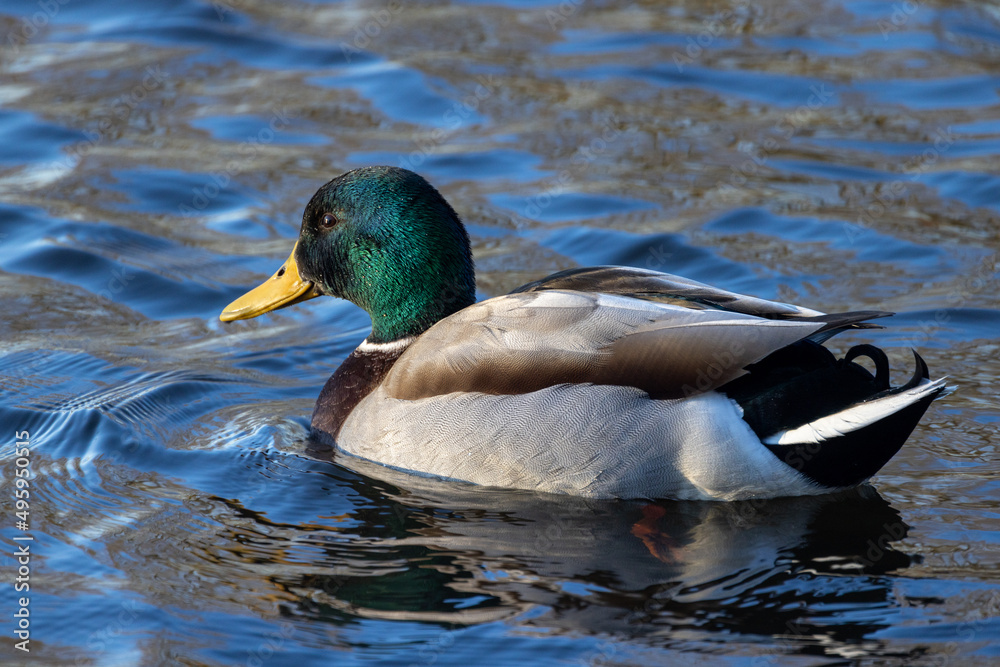 Fototapeta premium The male mallard, Anas platyrhynchos, is a dabbling duck that breeds throughout the temperate and subtropical Americas, Eurasia, and North Africa,live in wetlands,eat water plants and small animals