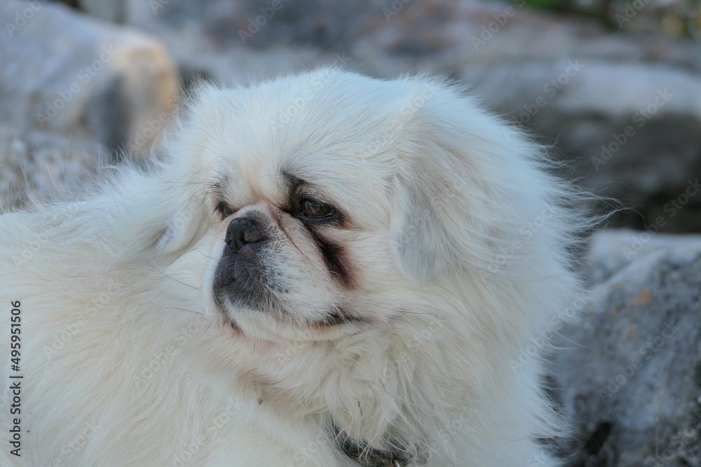 close up portrait of a dog