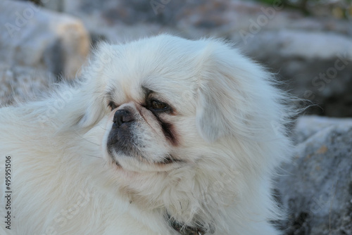 close up portrait of a dog