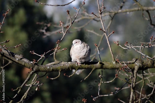a gray dove on a branch