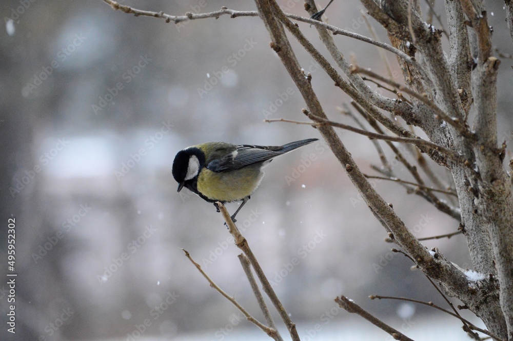 a small bird on the branches in winter and snow falls a small bird on the branches in winter and snow falls