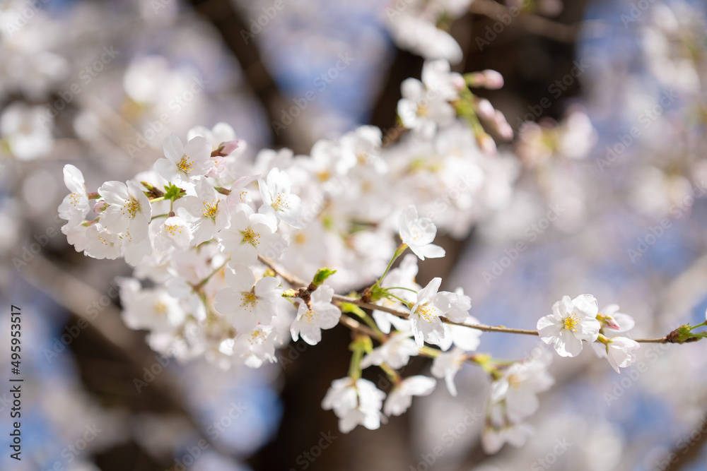 桜