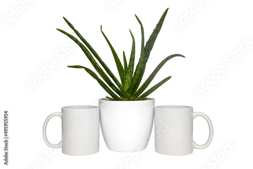 Aloe vera in a pot on a white table. White mug. Place for text  copy space  layout.