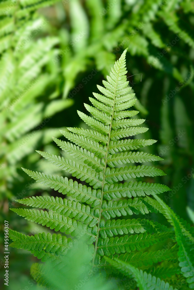 Common male fern