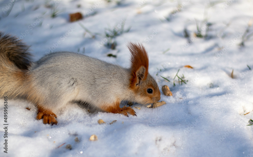 A beautiful fluffy squirrel eats nuts lying on the snow A beautiful fluffy squirrel eats nuts lying on the snow