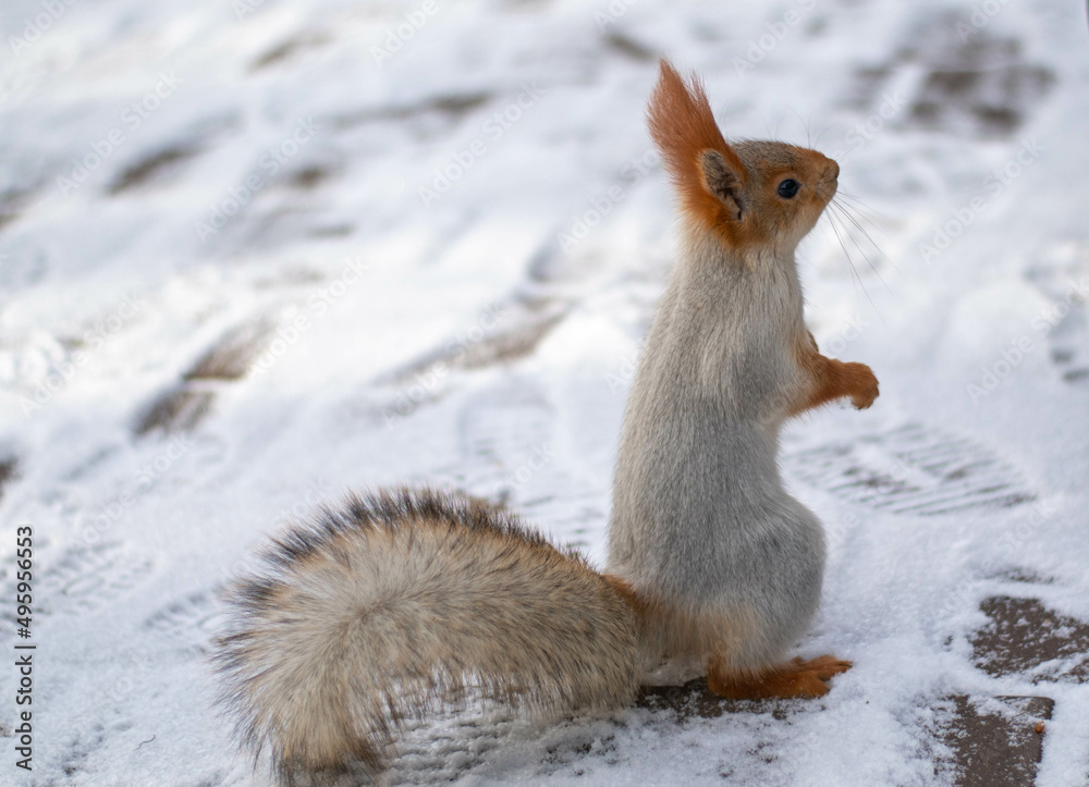 A beautiful squirrel with a fluffy tail sits on its hind legs in the snow A beautiful squirrel with a fluffy tail sits on its hind legs in the snow