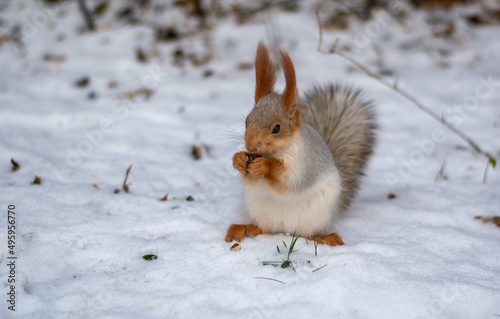 A beautiful fluffy squirrel stands on its hind legs in the snow and nibbles a nut