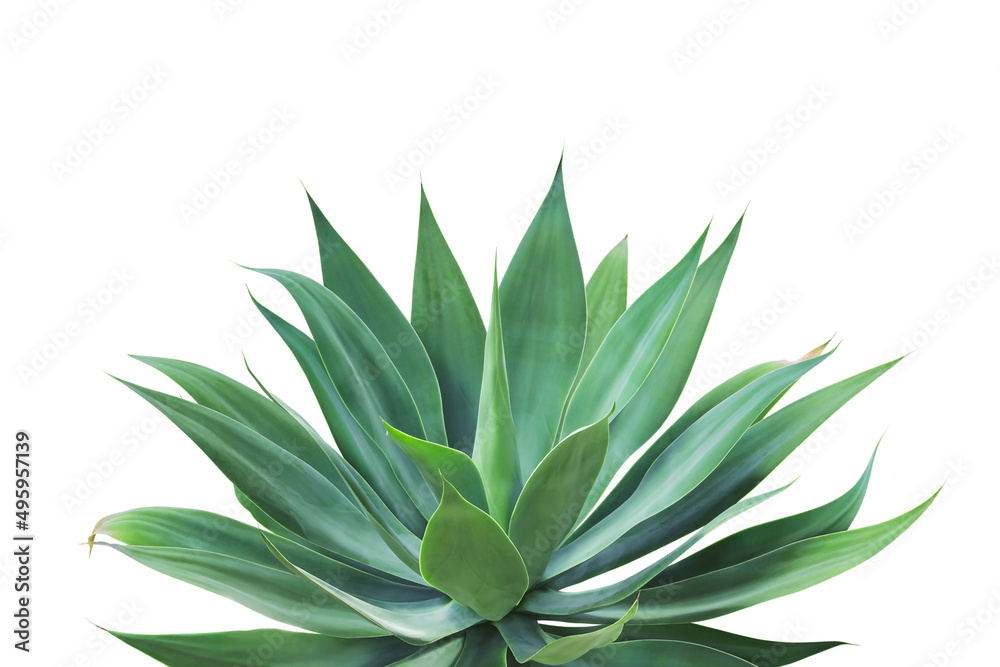 Agave attenuata, Fox Tail Agave Plant Isolated on White Backgrou Agave attenuata, Fox Tail Agave Plant Isolated on White Backgrou