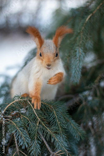 A beautiful fluffy curious squirrel on a branch of a fir tree sneaks up to the camera and looks into the camera © Ольга Золотарева