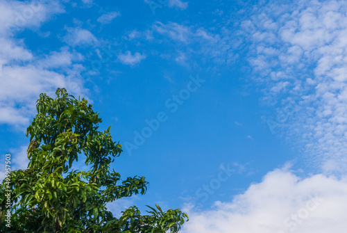 tree in bluesky