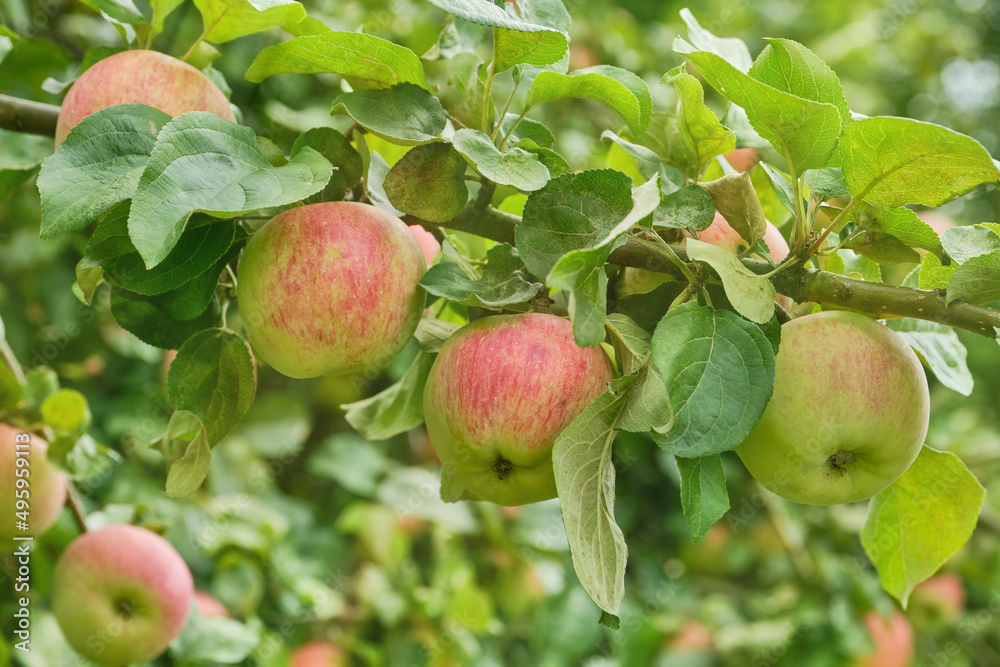 Harvest of ripe apples on the tree. Apple trees with red apples. Autumn day. Rural garden. Selective focus. Harvest of ripe apples on the tree. Apple trees with red apples. Autumn day. Rural garden. Selective focus.