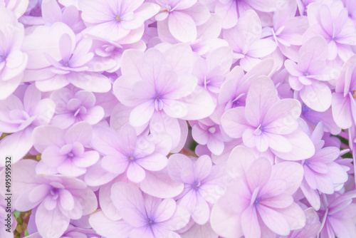 薄紫色のかわいいアジサイ「てまりてまり」の背景 © kasa